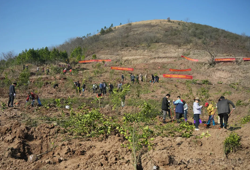 梁子湖区开展义务植树活动  共绘生态新画卷